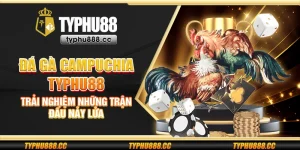 Đá gà Campuchia Typhu88 - Trải nghiệm những trận đấu nảy lửa