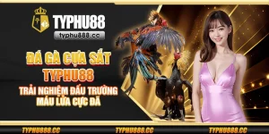 Đá gà cựa sắt Typhu88 - Trải nghiệm đấu trường máu lửa cực đã