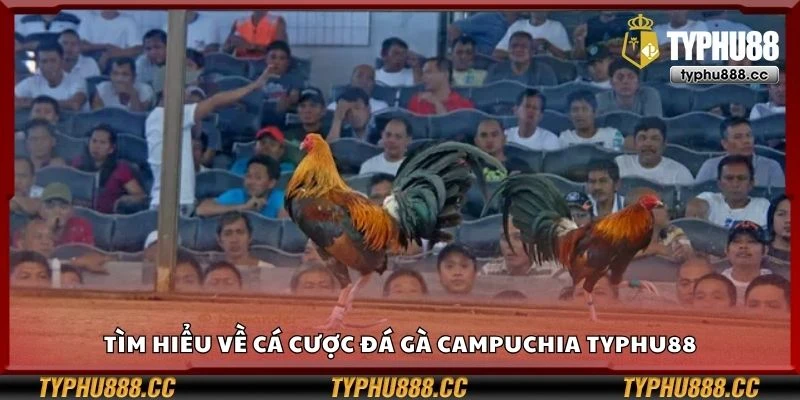 Tìm hiểu về cá cược đá gà Campuchia Typhu88
