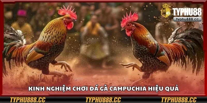 Kinh nghiệm chơi đá gà Campuchia hiệu quả