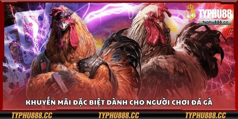 Khuyến mãi đặc biệt dành cho người chơi đá gà