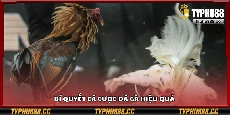 Bí quyết cá cược đá gà hiệu quả