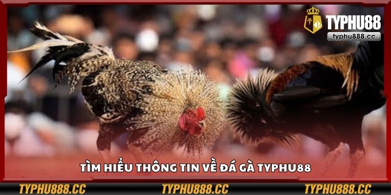 Tìm hiểu thông tin về đá gà Typhu88