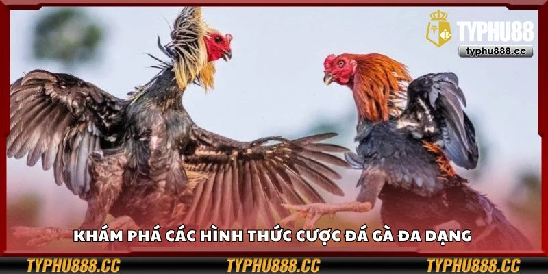 Khám phá các hình thức cược đá gà đa dạng