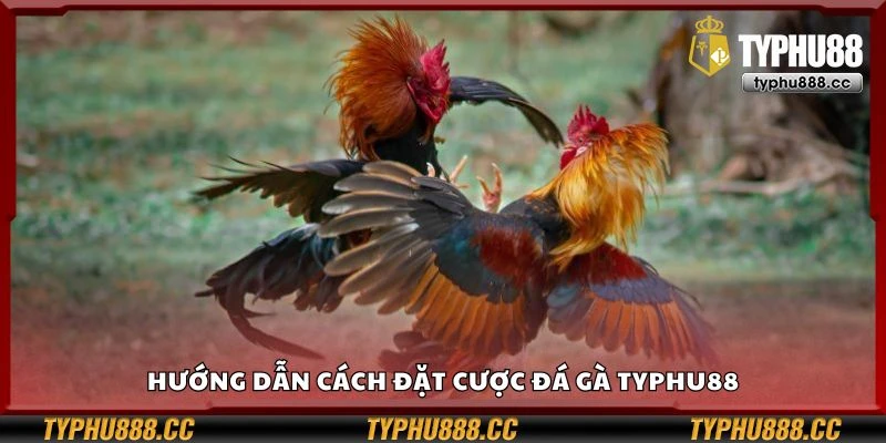 Hướng dẫn cách đặt cược đá gà Typhu88